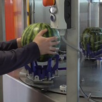 Watermelon 6
